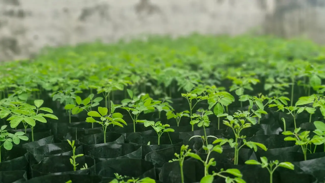 Traditional sun-drying process for moringa leaves at Shigruvedas organic processing unit