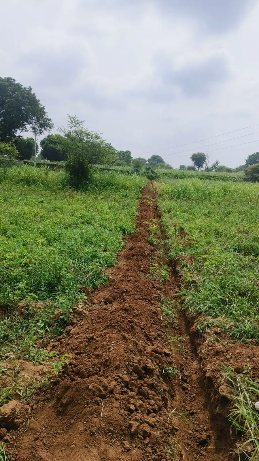 Quality control and testing of organic moringa products at Shigruvedas
