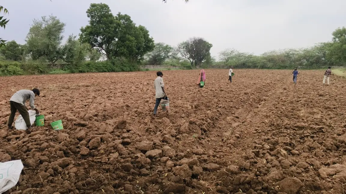 Healthy moringa trees plantation with 10000+ trees at Shigruvedas organic farm